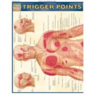 Diagrama del sistema muscular